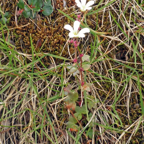 Saxifraga cernua Svalbard Longyearbyen 2014 1 A.Elven a